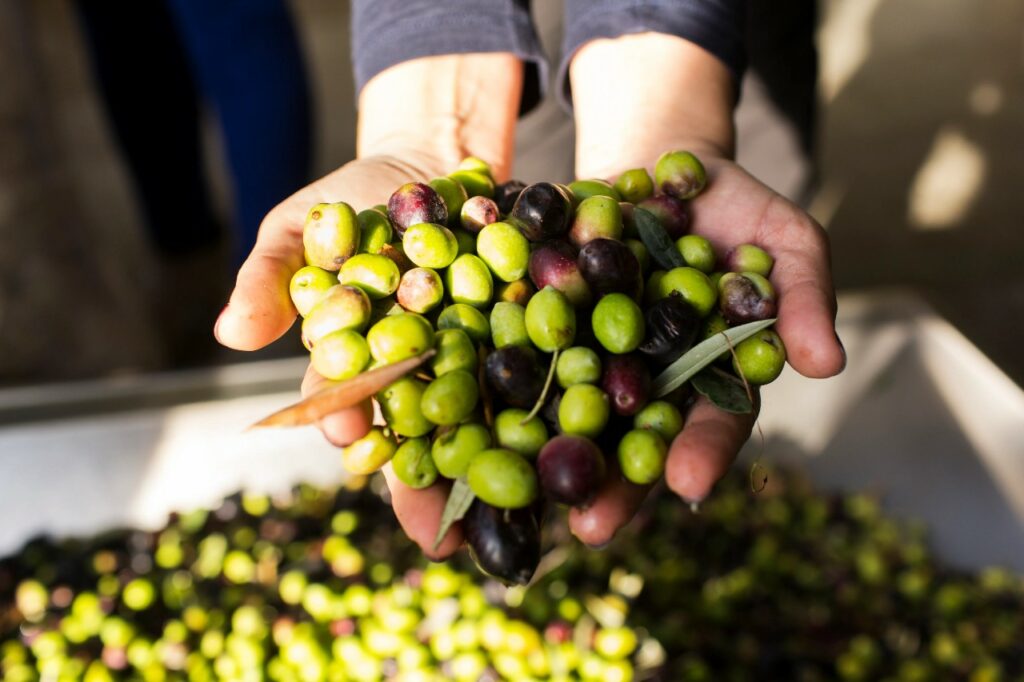 Eλιές: O ισπανικός κολοσσός AG Olives Group επενδύει στην Ελλάδα