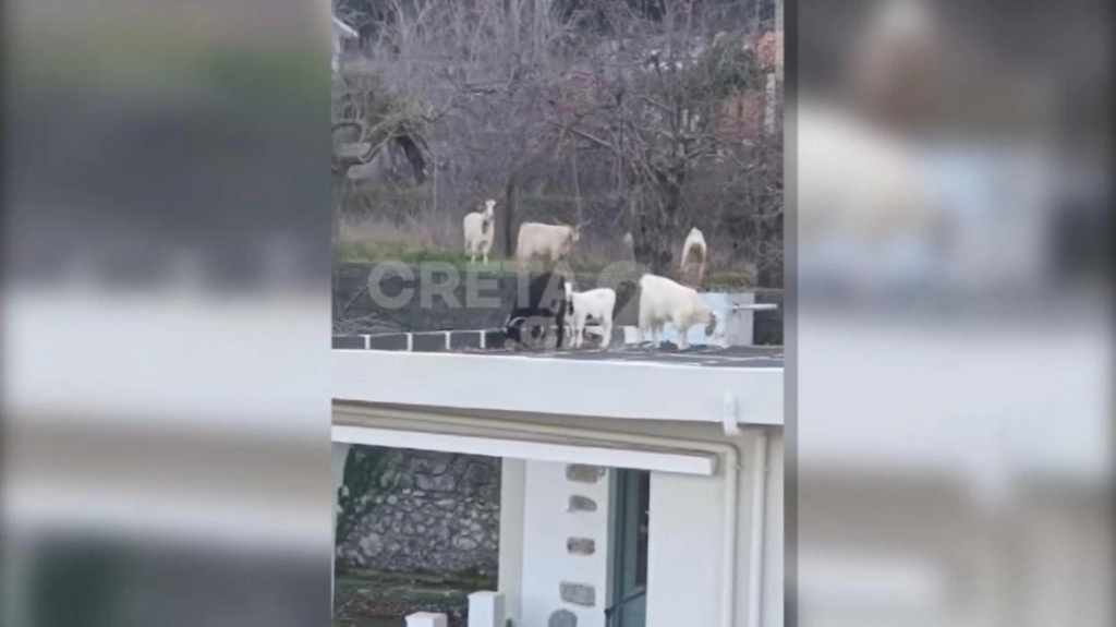 Κατάληψη σε σπίτια έκανα αιγοπρόβατα στην Κρήτη