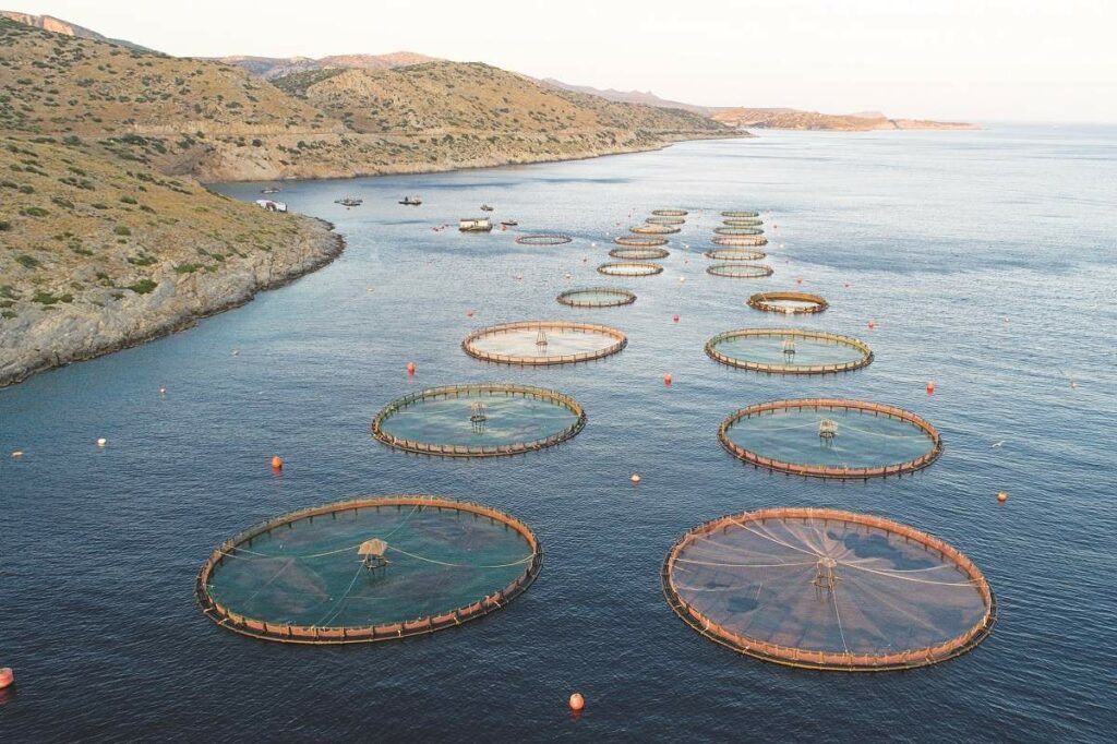 Ανατροπή για την Avramar Greece – Λευκός ιππότης η Cooke Aquaculture