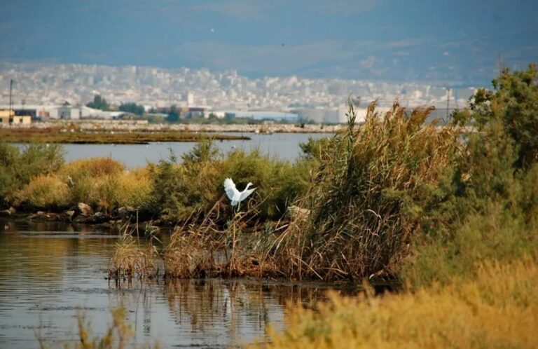 Θεσσαλονίκη: Συνελήφθη 48χρονος οδηγός φορτηγού που πετούσε ογκώδη απόβλητα σε περιοχή Natura