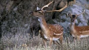 Ρόδος: Πυροβόλησαν και σκότωσαν τρία ελάφια - Στο ένα έκοψαν τα κέρατα