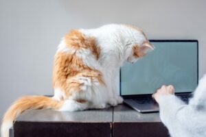 A,Long-haired,Ginger,And,White,Cat,Stares,At,A,Computer