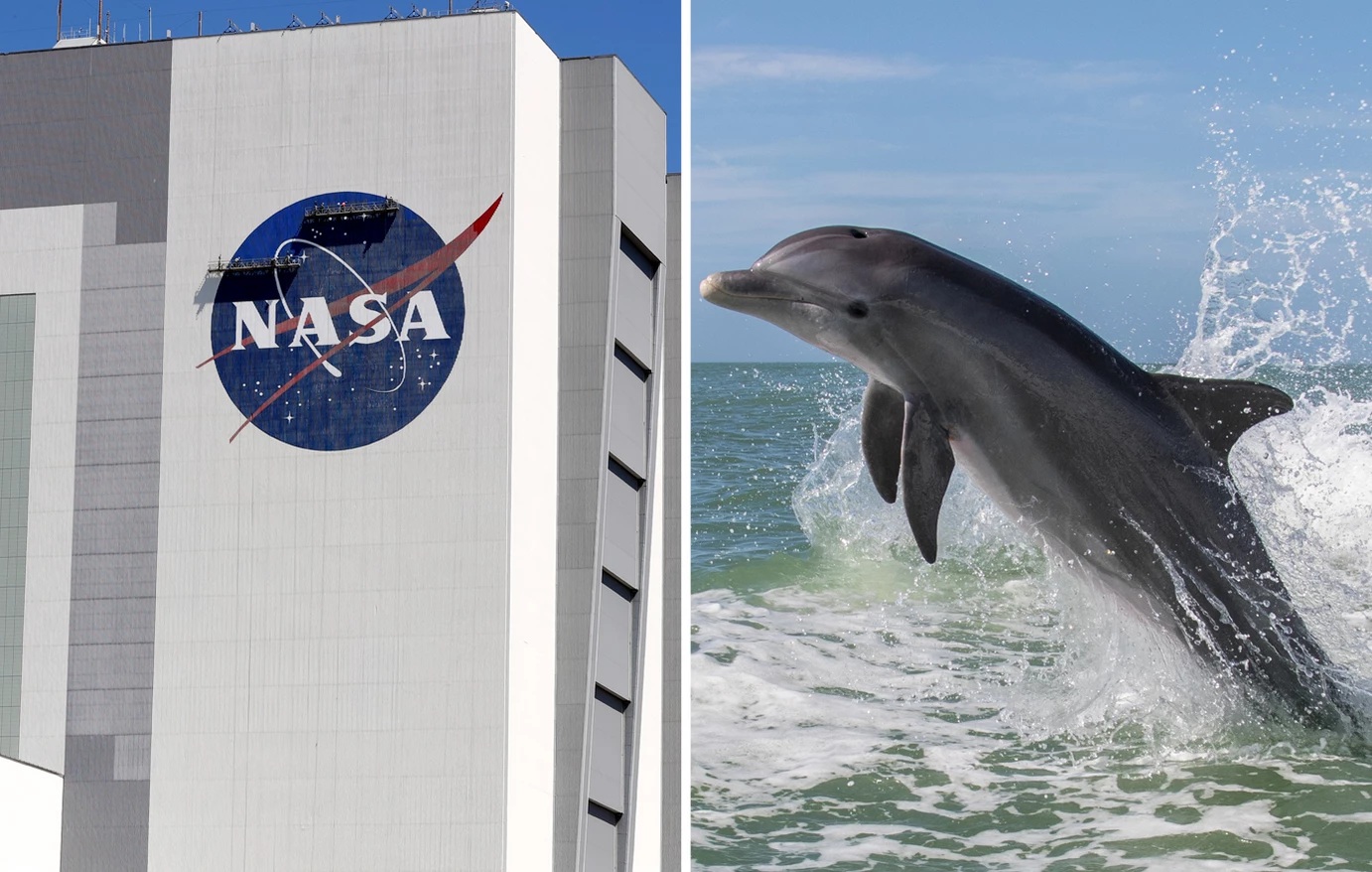 Το πείραμα της NASA με το δελφίνι που ερωτεύτηκε την εκπαιδεύτριά του – Η αυτοκτονία μετά τον αποχωρισμό