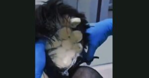 Κολομβία: Χρησιμοποίησε την περούκα για να κρύψει κοκαΐνη αξίας €10.000 προς την Ολλανδία