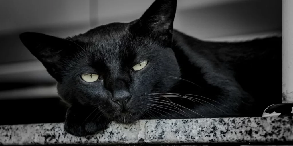 Η γρίπη των πτηνών «χτυπά» και τις γάτες – Ειδικοί προειδοποιούν για τους κινδύνους