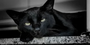Η γρίπη των πτηνών «χτυπά» και τις γάτες – Ειδικοί προειδοποιούν για τους κινδύνους