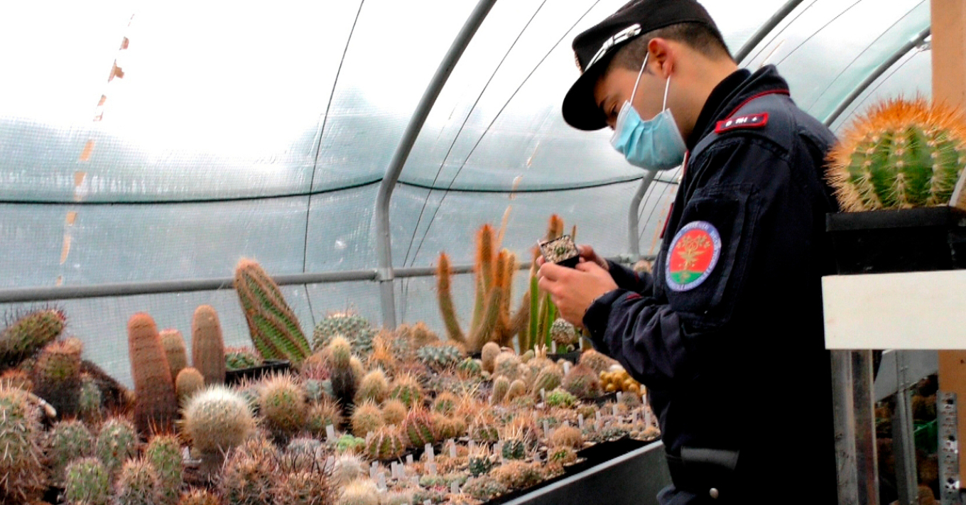 Επιχείρηση Atacama: Ο εντοπισμός σπάνιων κάκτων αποκάλυψε κύκλωμα λαθρεμπορίας αξίας 1 εκατ. ευρώ