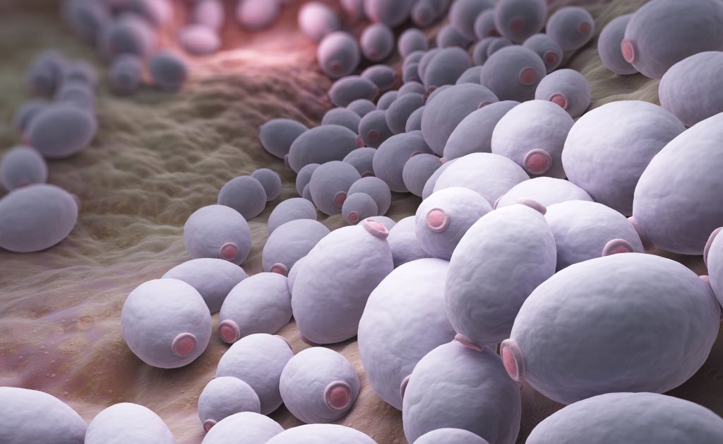 250324154204_candida-auris-1024×628