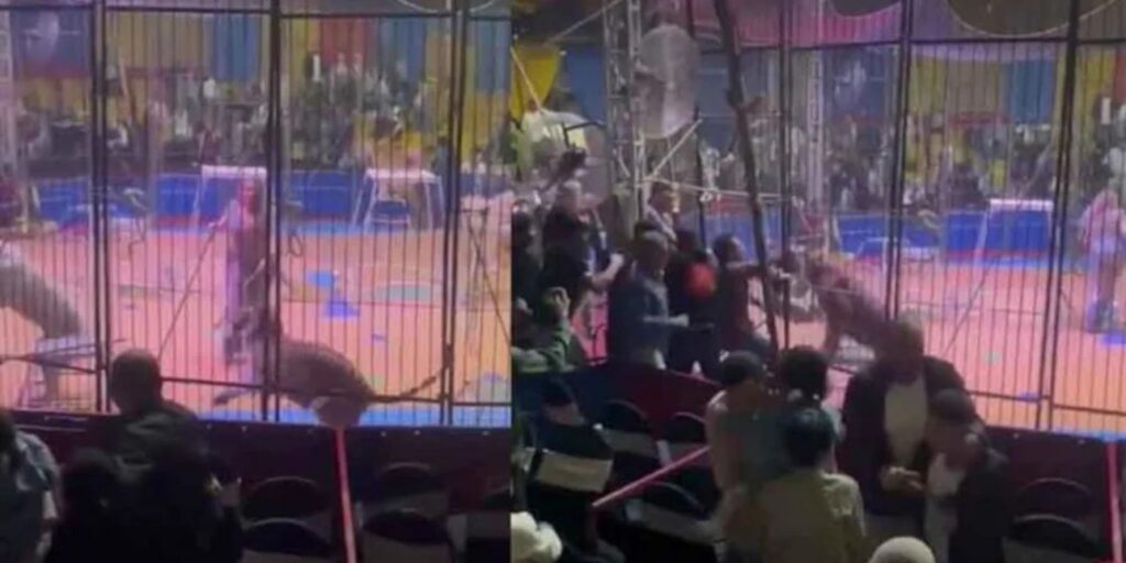Φρίκη σε τσίρκο στην Αίγυπτο: Τίγρης επιτέθηκε και ακρωτηρίασε μέλος του προσωπικού