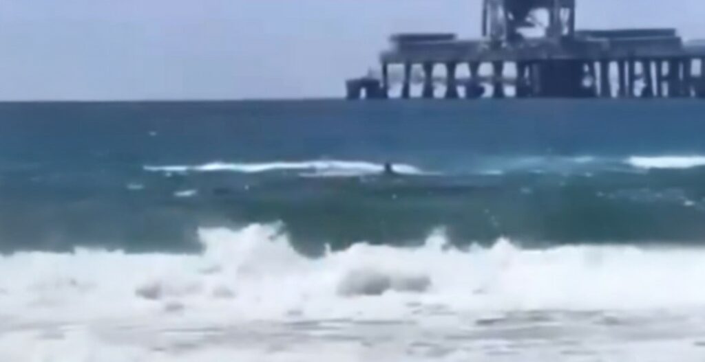 Ισραήλ: Κολυμβητής αγνοείται μετά από επίθεση από καρχαρία - ΒΙΝΤΕΟ