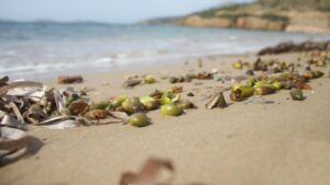 Σπάνιο φαινόμενο σε ελληνικές παραλίες – Τι είναι οι περίεργοι καρποί που ξεβράζει η θάλασσα