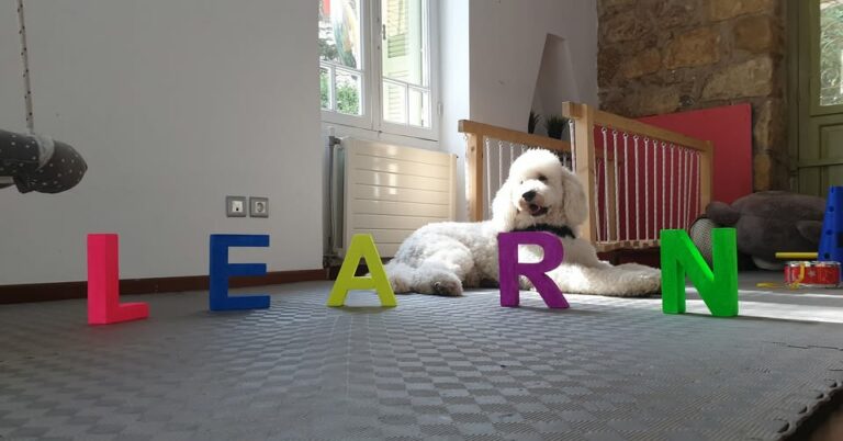 dog therapy