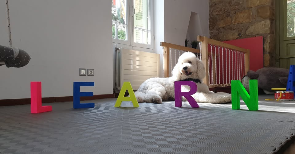 dog therapy