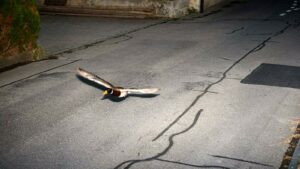 Τροχαία «έγραψε» γκαζιάρα πάπια – Το απίστευτο viral περιστατικό