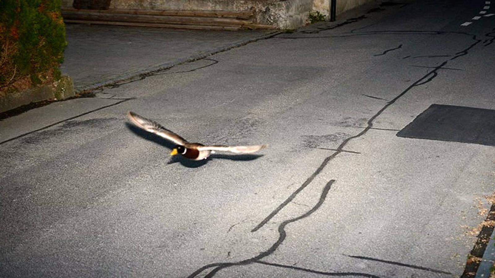 Τροχαία «έγραψε» γκαζιάρα πάπια – Το απίστευτο viral περιστατικό
