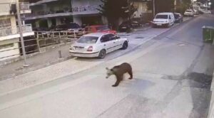 Γρεβενά: Αρκούδα κάνει βόλτες στο κέντρο της πόλης - ΒΙΝΤΕΟ
