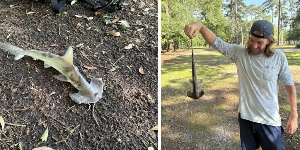 Έπαιζε disc golf και ξαφνικά... του έπεσε καρχαρίας στο κεφάλι!