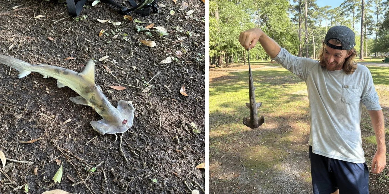Έπαιζε disc golf και ξαφνικά... του έπεσε καρχαρίας στο κεφάλι!