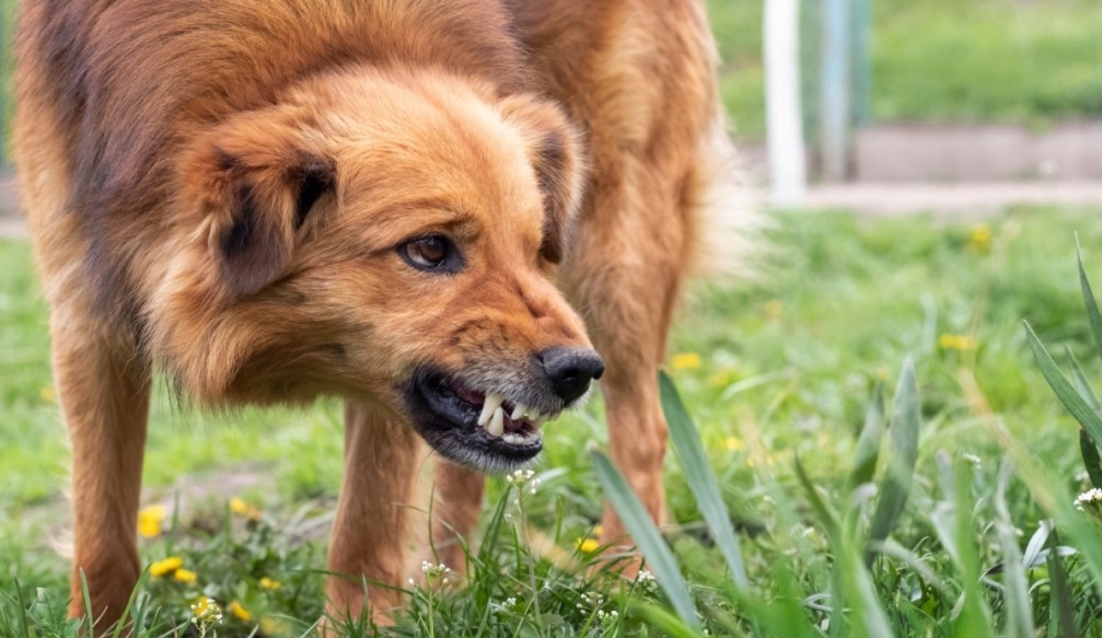Πάτρα: Σκύλος επιτέθηκε σε γυναίκα - Την τραυμάτισε και κατασπάραξε το κατοικίδιό της