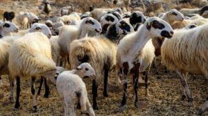Ευλογιά αιγοπροβάτων: Σε κατάσταση συναγερμού 12 περιοχές της Ελλάδας - 7 έκτακτα μέτρα για την αντιμετώπισή της