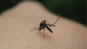 Ιταλία: Συνολικά 5 άνθρωποι έχασαν την ζωή τους από τον ιό του Δυτικού Νείλου φέτος