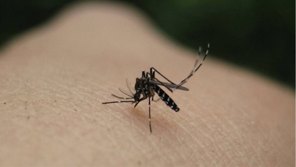 Ιταλία: Συνολικά 5 άνθρωποι έχασαν την ζωή τους από τον ιό του Δυτικού Νείλου φέτος
