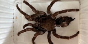 Γυναίκα μοιράζεται το σπίτι της με δεκάδες ταραντούλες