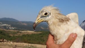 Έβρος: Η επιστροφή του Ασπροπάρη που γεννήθηκε στις στάχτες του Εθνικού Πάρκου Δάσους Δαδιάς