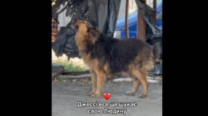 Ουκρανία: Viral η σκυλίτσα που δύο μέρες έψαχνε το αφεντικό της το οποίο σκοτώθηκε στο Κίεβο