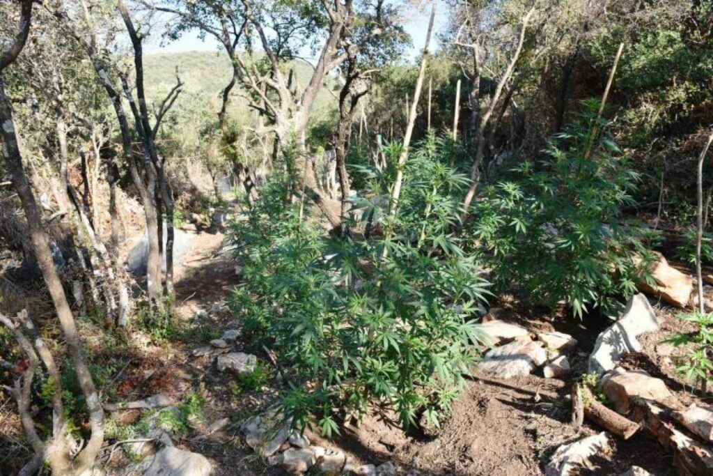 Μεσσηνία: Συνελήφθη 44χρονος για καλλιέργεια δενδρυλλίων κάνναβης - ΒΙΝΤΕΟ