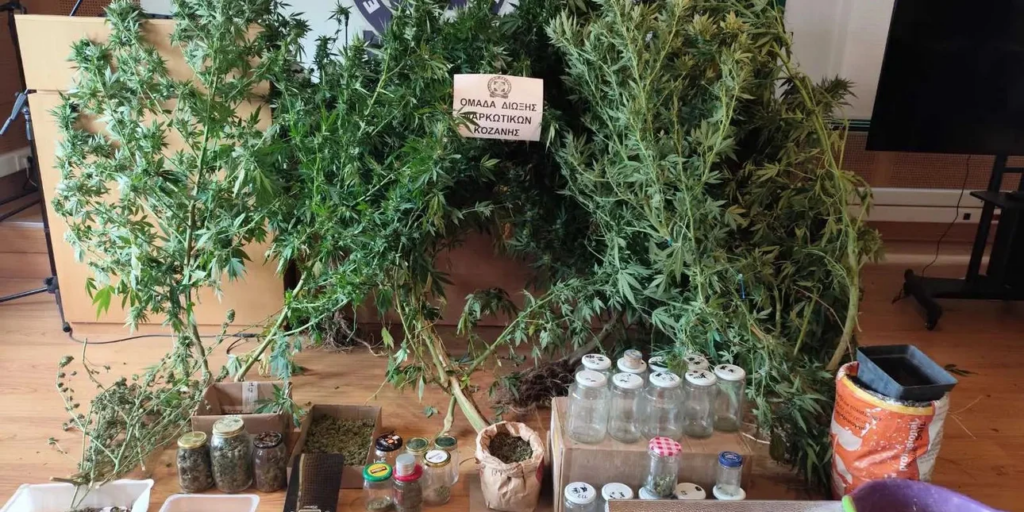 Συνελήφθη για καλλιέργεια δενδρυλλίων κάνναβης και κατοχή ναρκωτικών 65χρονος στη Κοζάνη