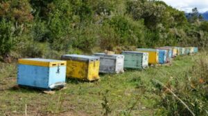 Διαμάχη για τις κυψέλες στο ΕΚΠΑ