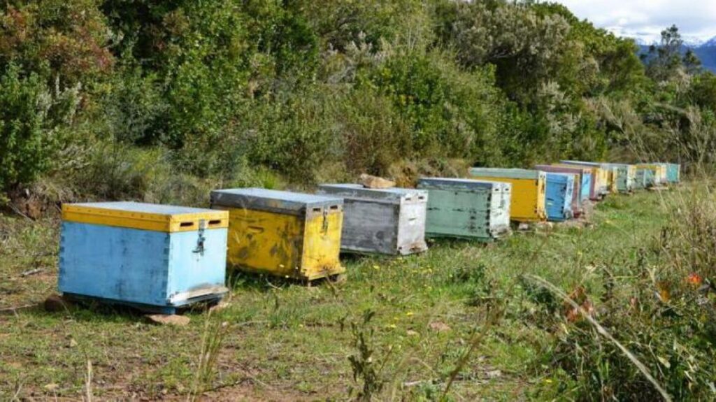 Διαμάχη για τις κυψέλες στο ΕΚΠΑ