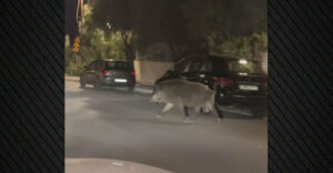 Χαϊδάρι: Η αντίδραση επιβατών αυτοκινήτου όταν ένα αγριογούρουνο εμφανίστηκε μπροστά τους - ΒΙΝΤΕΟ