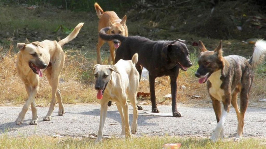 Θεσσαλονίκη: Φυλάκιση ενός έτους σε 47χρονο που είχε 14 σκυλιά αλυσοδεμένα σε κλουβί