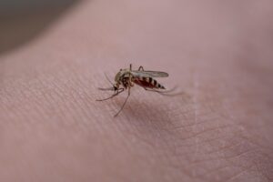Τσιμπήματα εντόμων: Είναι δυνητικά θανατηφόρα;