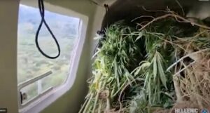 Βρήκαν μεγάλη φυτεία κάνναβης σε βουνό της Ηπείρου - Επιστράτευσαν ελικόπτερο για τα χασισόδεντρα - ΒΙΝΤΕΟ