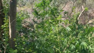 Χανιά: Φυτεία με 130 δενδρύλλια κάνναβης καλλιεργούσαν δύο άνδρες - Στο σπίτι τους έκρυβαν τα 3 κιλά χασίς