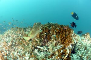 Κλιματική αλλαγή: Οι κοραλλιογενείς ύφαλοι πλέον σχεδόν βέβαιο πως ξεπέρασαν σημείο καμπής «χωρίς επιστροφή»