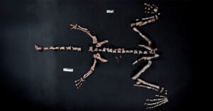 Αργεντινοί επιστήμονες ανακάλυψαν τον σχεδόν πλήρη σκελετό ενός από τα παλαιότερα είδη δεινοσαύρων