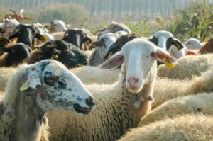 Ημαθία: Έκλεψαν 500 ζώα από κτηνοτροφική μονάδα - Φόβοι ότι νοσούν από ευλογιά