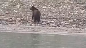 Κοζάνη: Αρκούδα κολυμπάει στη λίμνη Πολυφύτου – Δείτε βίντεο