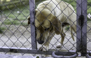 Ηλεία: Επικήρυξη 1.500 ευρώ για τον δράστη που βασάνισε και κακοποίησε σεξουαλικά σκύλο στο Επιτάλιο