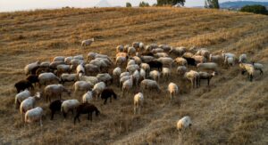 Σέρρες: Περισσότερα από 20.000 ζώα θανατώθηκαν λόγω της ευλογιάς