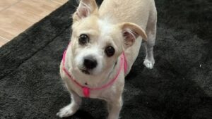 Χαλκιδική: Άγνωστος πέταξε σκύλο μέσα σε κάδο απορριμμάτων