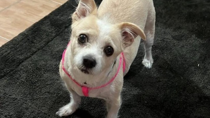 Χαλκιδική: Άγνωστος πέταξε σκύλο μέσα σε κάδο απορριμμάτων