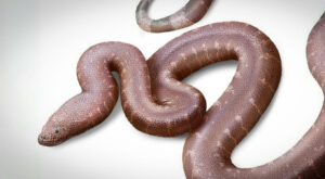 Παραδοξοφίδιο, νέο είδος προϊστορικού φιδιού ανακάλυψε Έλληνας παλαιοντολόγος