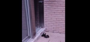 Γκαζάκι έξω από τα γραφεία της Ομάδας Αλήθειας