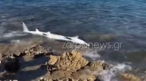 Χανιά: Καρχαριοειδές ξεβράστηκε στην παραλία του Σταυρού - Δείτε βίντεο