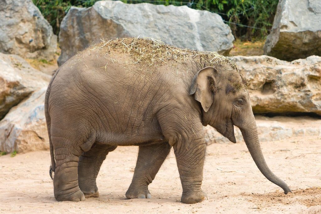 Κλείνει ο Ζωολογικός Κήπος στη Θεσσαλονίκη - Τι κρούσμα βρέθηκε